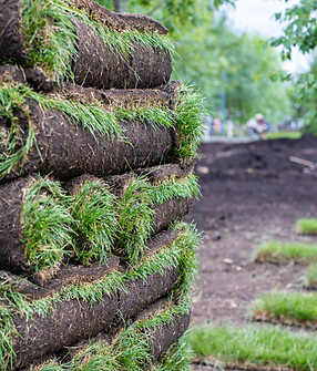 Stack of turf grass for lawn. Carpet of turf, roll of sod, turf grass roll. Installation o
